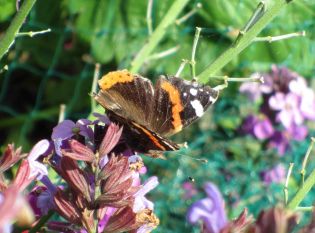 Red Admiral Butterfly